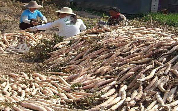 薯渣烘干生產(chǎn)線中都包含哪些設備